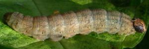 Larvae